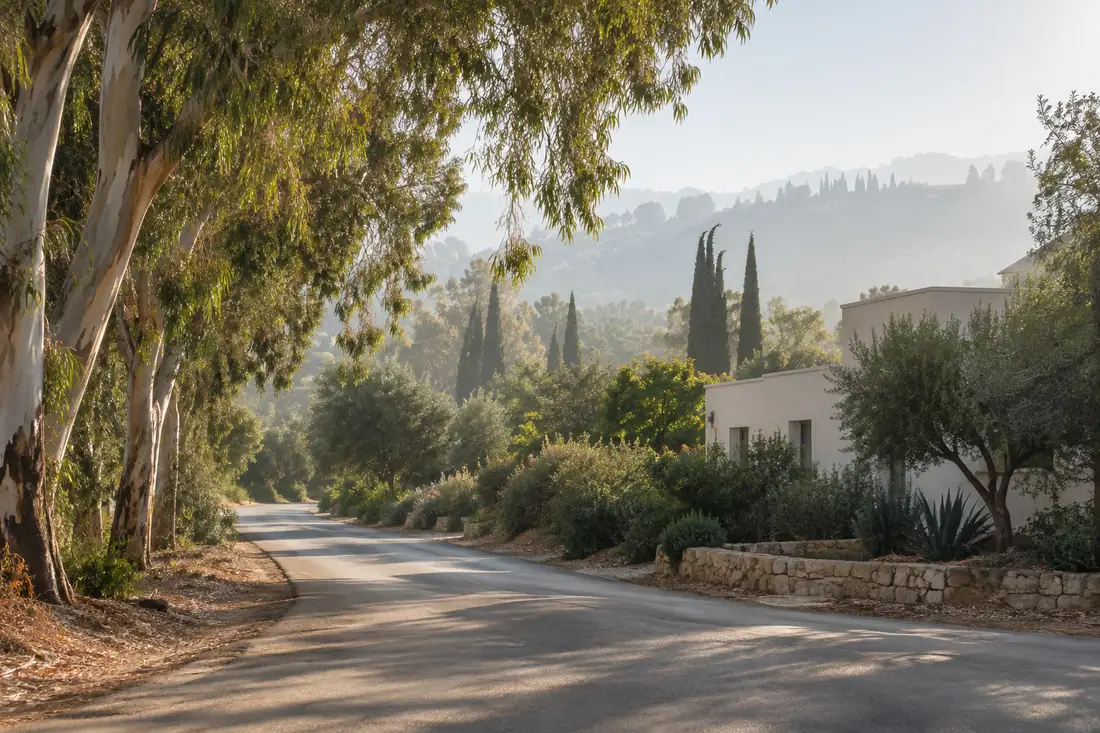 דרך עם עצי אקליפטוס ובתים בפאתי עיר